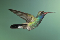 Birds of Madera Canyon