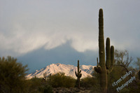 AZ Desert