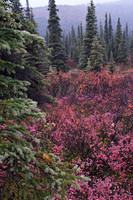 Alaska-Denali 