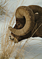 Yellowstone