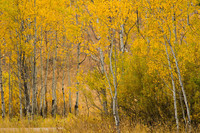 Grand Teton
